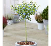 Arbre Ceanothus Concha | Lilas de Californie en pot, arbre ornemental persistant pour petits jardins | Tige standard en forme de sucette (70-80cm (pot inclus))