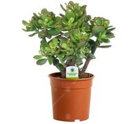 Arbre de Jade - Crassula Ovata - 1 Plante d'intérieur Ornementale pour Maison ou Bureau