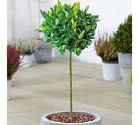 Arbre de laurier-sauce de cuisine standard | Laurus 'Nobilis' | Arbuste aromatique persistant pour petit jardin ou patio | Spécimen d'herbe de qualité supérieure