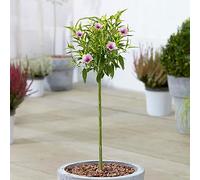 Arbre de patio Prunus Pink Peachy, robuste et prêt pour le jardin extérieur. Arbre en fleurs dans un pot de 3L.