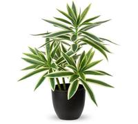 Arbre de vie Dracaena reflexa - naturel - pièce unique - noir