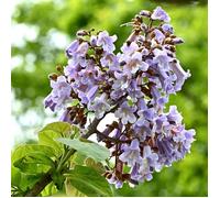 Arbre d'ornement - SCHRAMAS - Anna - Lot de 2 Paulownia tomentosa - Croissance rapide - Feuillage très large