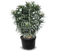 Arbre ensoleillé - Laurier-rose - Nerium Oleander - Couleur blanche - Hauteur 220-240 cm - Plante d'extérieur - Persistant en hiver - Plante méditerranéenne - 110 litres
