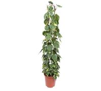 Arbre grimpant (Philodendron)Brasil sur treillis - hauteur 160 cm, Ø27