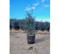 Arbre solaire - Eucalyptus gunnii 'Azura' 140 cm - rustique