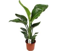 Arbre - Strelitzia - Strelitzia Nicolai - Fleur de l'oiseau de paradis - Ø17cm