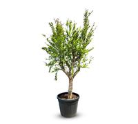 Arbre Sunny Tree - Grenadier - Punica granatum - « Mollar de Elche » - 25 ans - TAILLE XL 180 CM