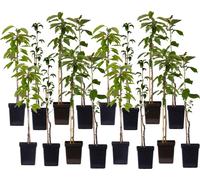 Arbres fruitiers - x16 - Pommier, Cerisier, Poirier et Prunier - 60-70cm - ⌀9cm