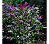 Arbuste à papillons Buddleja davidii Tricolour, 3 plants, 1 m², fleurs roses