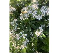 Arbuste - GRDPLANTEN - Choisya ternata - Fleur blanche parfumée - Feuillage persistant vert brillant - Pot 25-30 cm