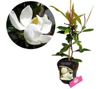 Arbuste (Magnolia) - SCHRAMAS - Little Gem - Pot 2 L - Fleur blanche parfumée - Hauteur 2 5-5 m