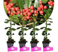 Arbuste ornemental - SCHRAMAS - Ilex 'Nellie R. Stevens' - Persistant - Baies rouge orangé - Rustique -20°C