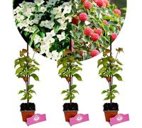 Arbuste - SCHRAMAS - Cornus kousa Chinensis - Floraison printemps - Exposition mi-ombre - Fruits comestibles