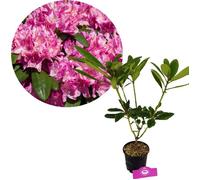 Arbuste - SCHRAMAS - Rhododendron ponticum 'Roseum' - Floraison printemps rose-lilas - Persistant - Hauteur 2-3 m