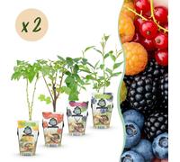 Arc-en-ciel - Baies rouges - Framboise jaune - Mûre - Myrtille - Rustique - 8 Plants - 15-25cm - Ø9cm - Plante de jardin