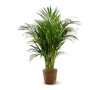 Areca avec panier en jonc de mer - dypsis lutescens - palmier d'intérieur - ↕ 100-110 cm - ⌀ 22 cm - purificateur d'air