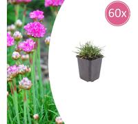 Armeria m. 'Splendens' | 60 pièces - 10-25cm - Ø9cm - Plante de jardin