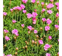 Armeria maritima « Splendens » 12 plants 10-25cm Ø9cm Résistante au froid jardin