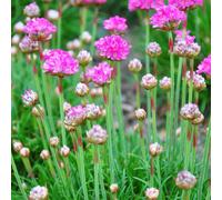 Armeria maritima « Splendens » 48 plants 10-25cm Ø9cm Résistante au froid jardin