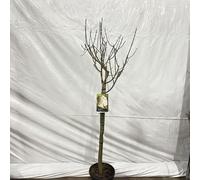 Aronia prunifolia « Viking » - Aronia | 90 cm en pot