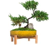 ARTKETTY Pots de Fleurs - 29 cm - en céramique - pour bonsaï - avec Drainage - Grand Pot de Fleurs pour Plantes Grasses - pour intérieur et Jardin - avec Support