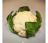 artplants.de Chou-Fleur Artificiel, Blanc-Vert, 10,5cm, Ø 18cm