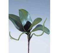 artplants.de Feuilles d''orchidée Phalaenopsis artificielles DORTE, Racines aériennes, 25cm - Orchidée Artificielle - Feuilles synthétiques