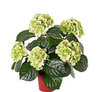 artplants.de Hortensia Artificiel en Pot TEMARI, 205 Fleurs, Vert, 35cm, Ø30cm - Faux Hortensia - Fleur synthétique