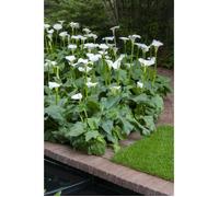 Arum Blanc Zantedeschia 'Aethiopica' 3x - Jardinière le bassin et pot de pépinière D9 cm - H15 cm