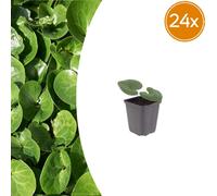Asarum europaeum | 24 pièces - 10-25cm - Ø9cm - Plante de jardin