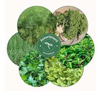 Assortiment aromatiques - graines bio