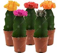 Assortiment Cactus Disco Plante d'intérieur pour maison/bureau parfaite pour cadeau d'invité de mariage (Lot de 5)