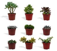 Assortiment de 9 plantes succulentes en pot de culture