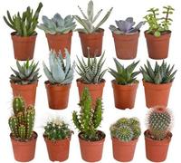 Assortiment de cactus et de plantes succulentes - 15 plantes - Plantes