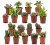 Assortiment de mini-cactus et plantes succulentes - 18 pièces - Ø5,5cm