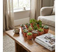 Assortiment de mini-succulentes - 30 pièces - Ø 8,1 cm - Hauteur : 5-10 cm - Pots en terre cuite
