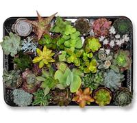 Assortiment de mini-succulentes - 30 plantes - Ø5,5cm - Hauteur 5 à 10cm
