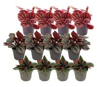 Assortiment de peperomias (12 plantes) : 4 Quito, 4 Rosso, 4 Caracas - faciles