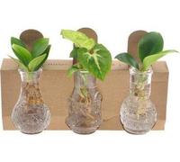 Assortiment de plantes d'intérieur dans un pot en verre Berlin - Ø7cm - Ø10cm