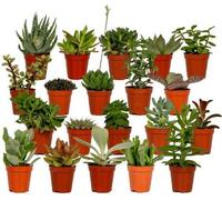 Assortiment de plantes succulentes - 20 plantes - Ø5,5cm - Ø7cm - mini-plantes