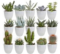 Assortiment de plantes succulentes et de cactus - 15 plantes d'intérieur de