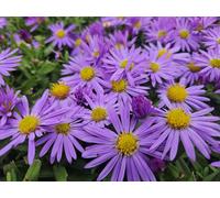 Aster (D) « Prof. Anton Kippenberg » - aster d'automne - 48 plants - fleurs