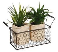 Lot d'Aloe Vera & Panier Well 23cm