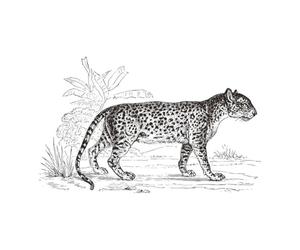 Atmosphera Créateur d'intérieur - Sticker Plat Mural "Léopard" 78x125cm Noir & Blanc