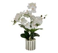 Orchidée pot rayé H. 65 cm ASIA Blanc/Vert