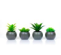 Atmosphera Générique Plante GRASSE en Pot 13CM