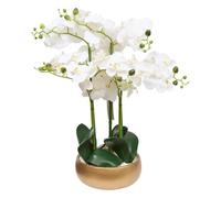 Atmosphera - Orchid Pot Dore Sanae h65