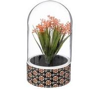 Atmosphera plante ali cloche h21cm G