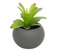 Atmosphera - Plante grasse en pot H13