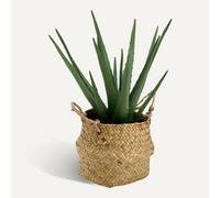Atmosphera Plante succulente aloe en pot